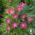 Anemone multifida Annabella Deep Rose.jpg